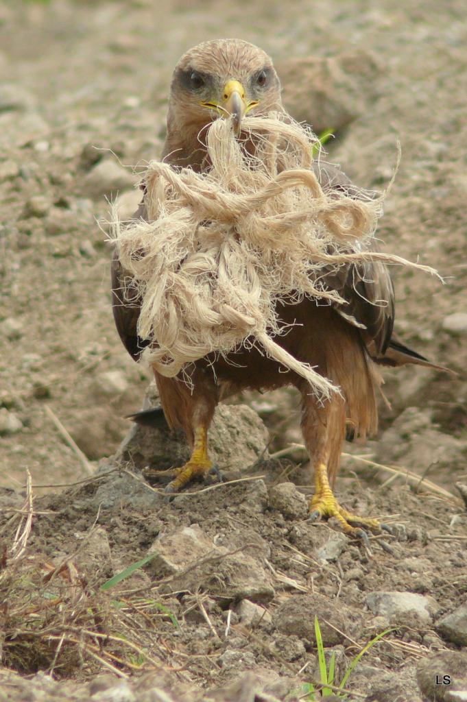 Milan à bec jaune/Yellow-billed Kite (1)