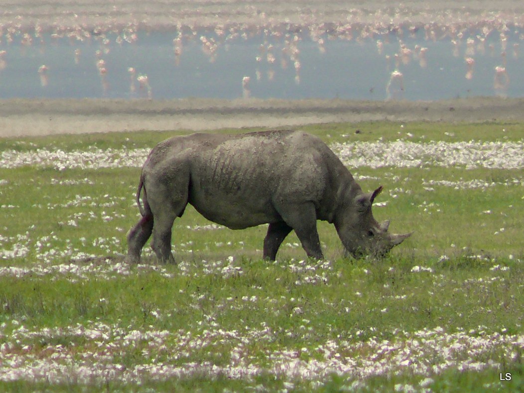 Rhinocéros noir/Black Rhino (1)