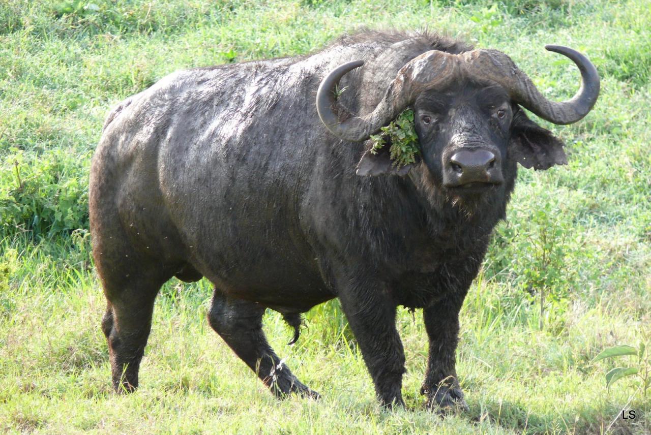 Buffle du Cap/Cape Buffalo (1)