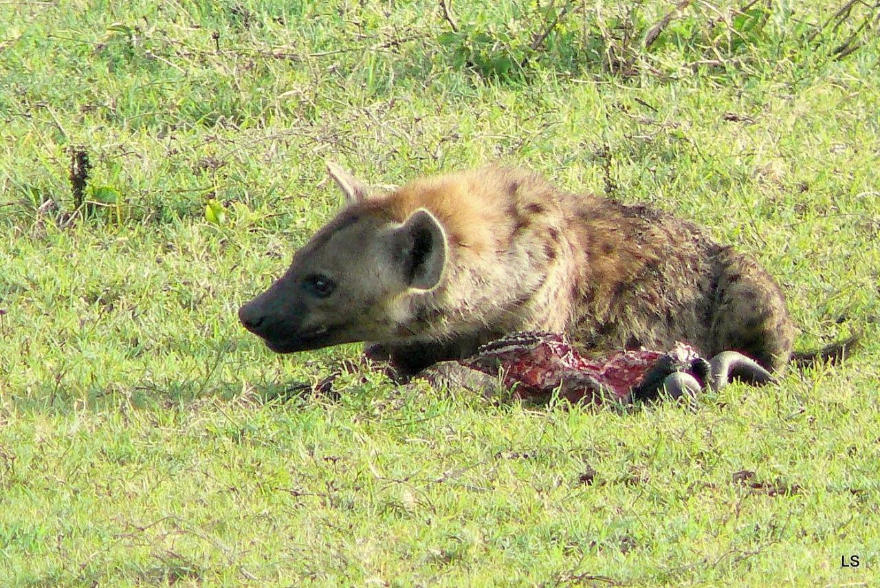 Hyène tachetée/Spotted Hyena (1)