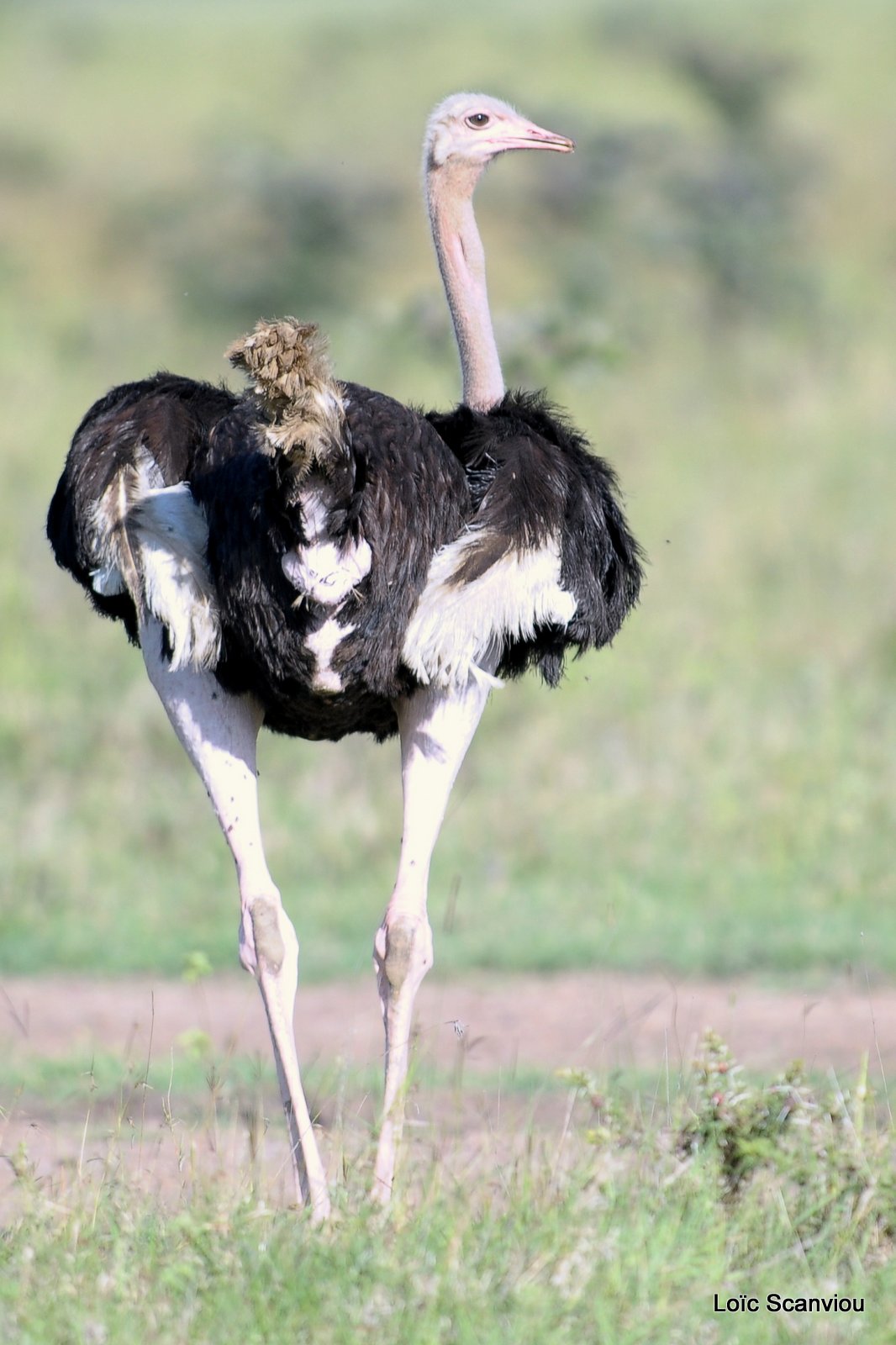 Autruche/Ostrich (2)