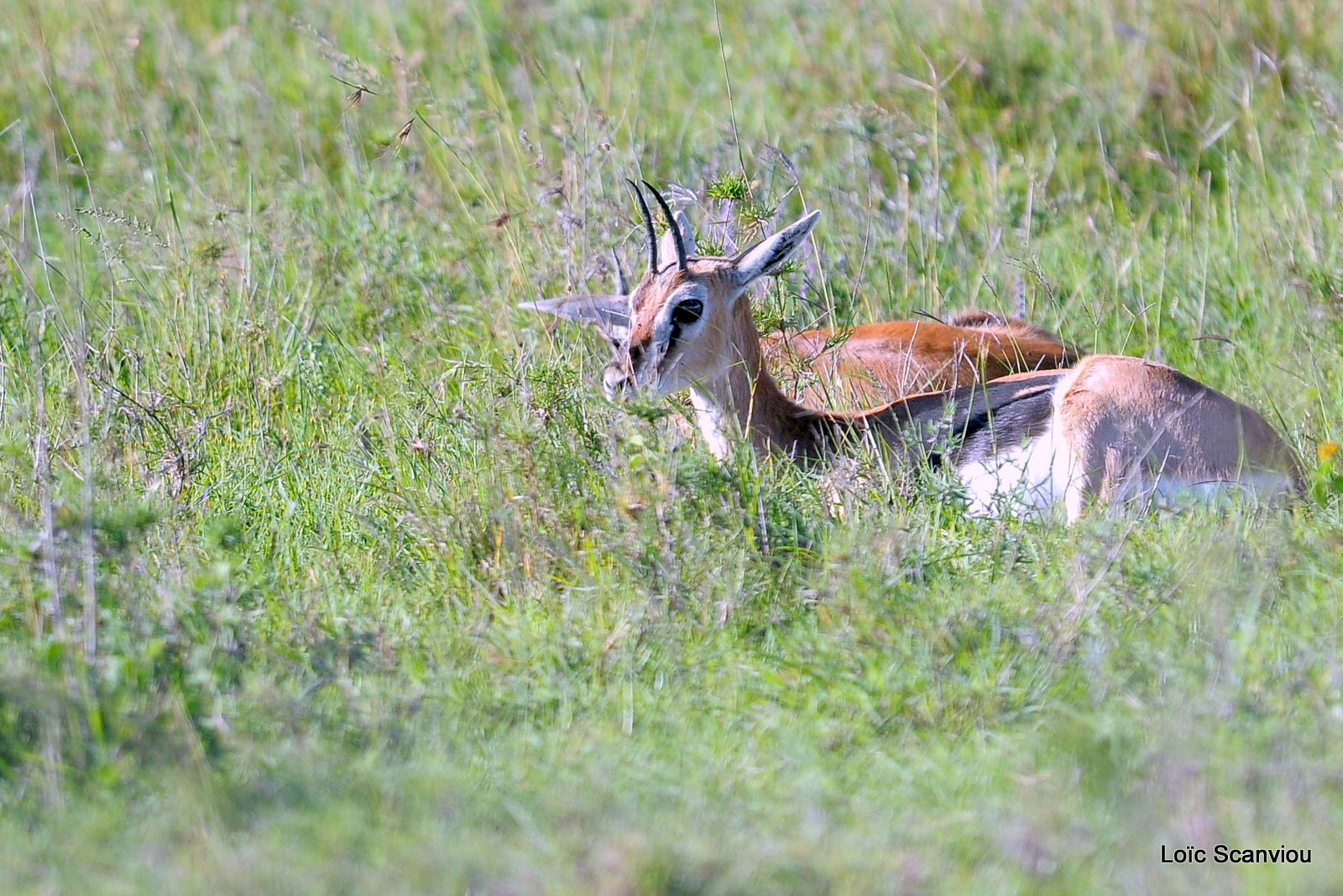 Gazelle de Thomson/Thomson's Gazelle (1)