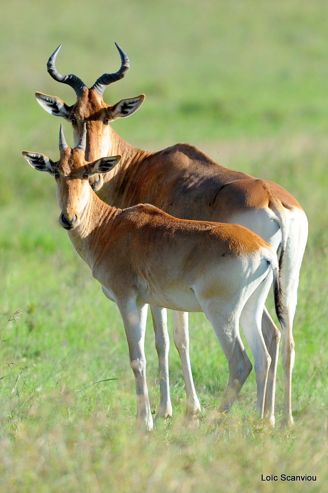 Bubale/Hartebeest (2)