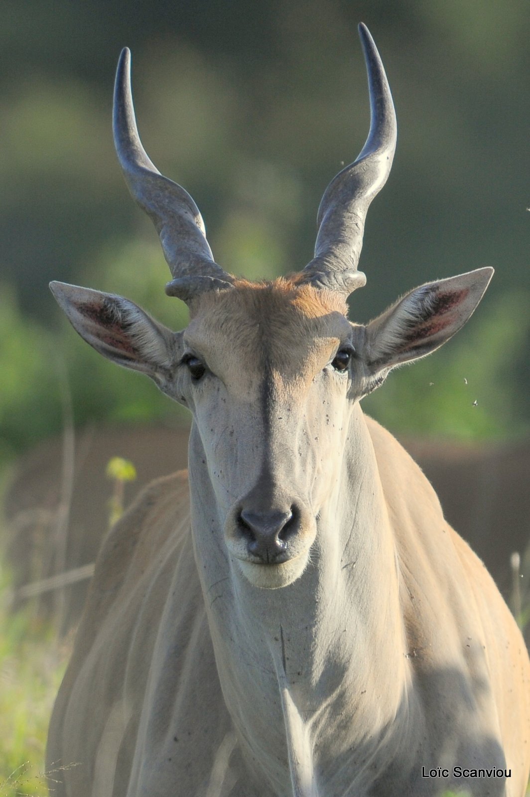 Eland du Cap/Cape Eland (1)