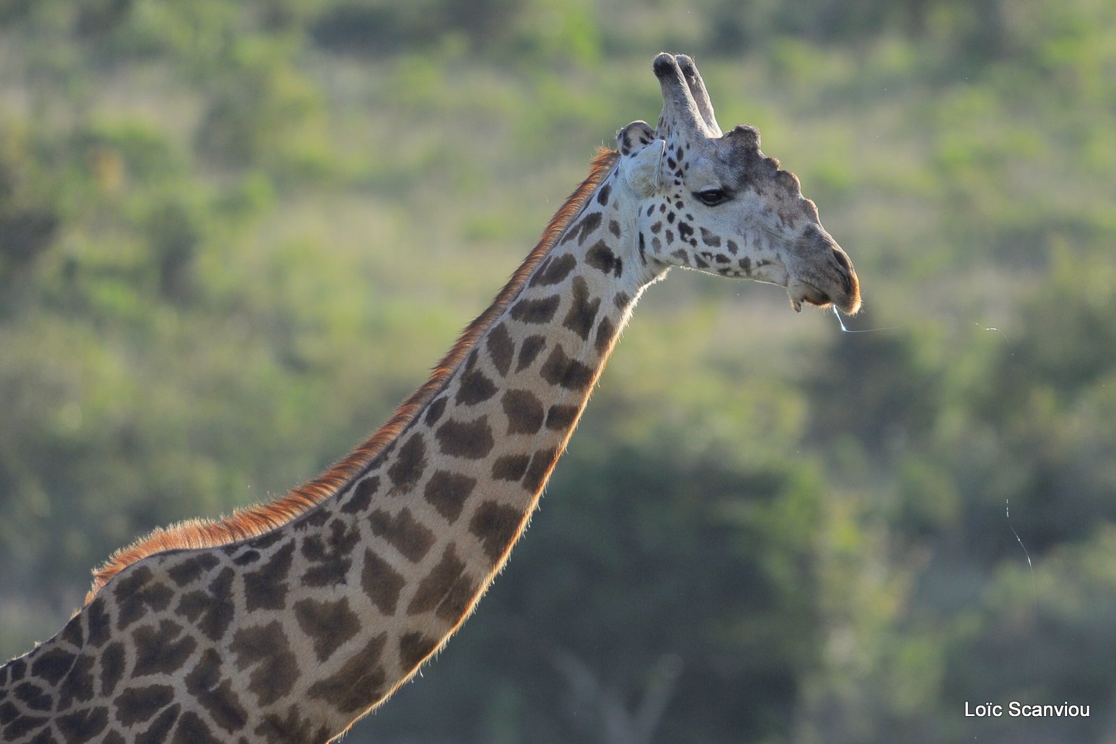 Girafe/Giraffe (2)