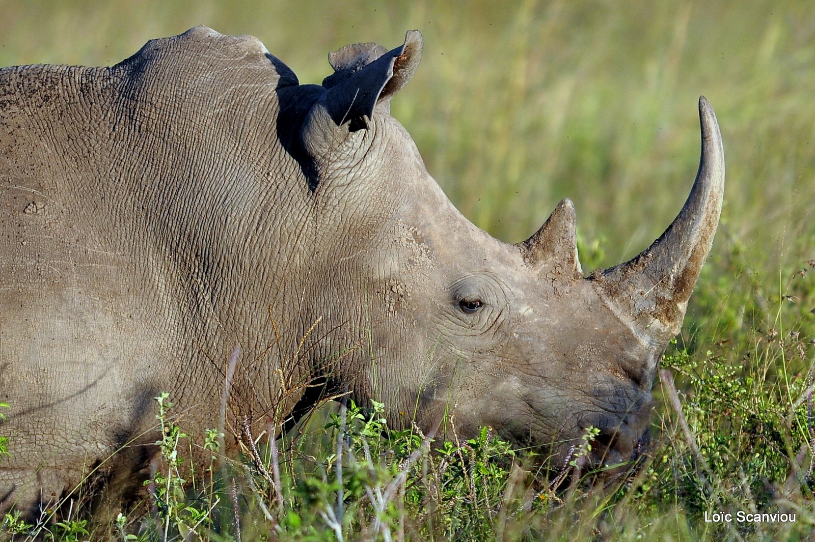 Rhinocéros blanc/White Rhino (4)