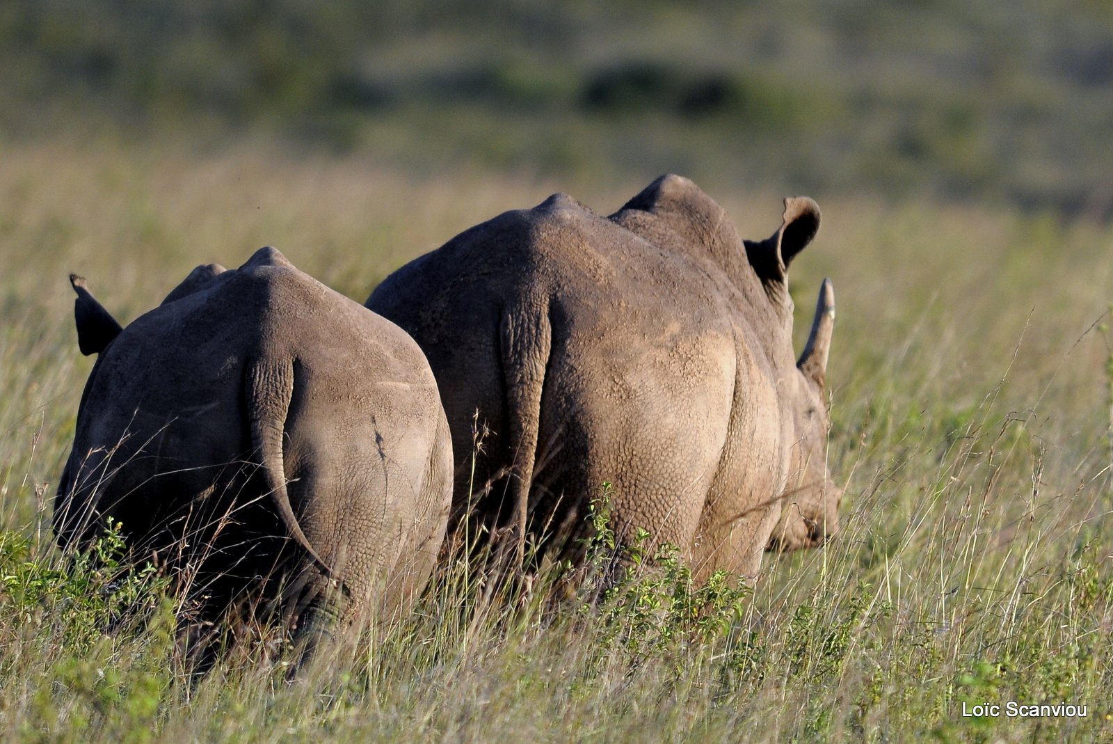 Rhinocéros blanc/White Rhino (5)