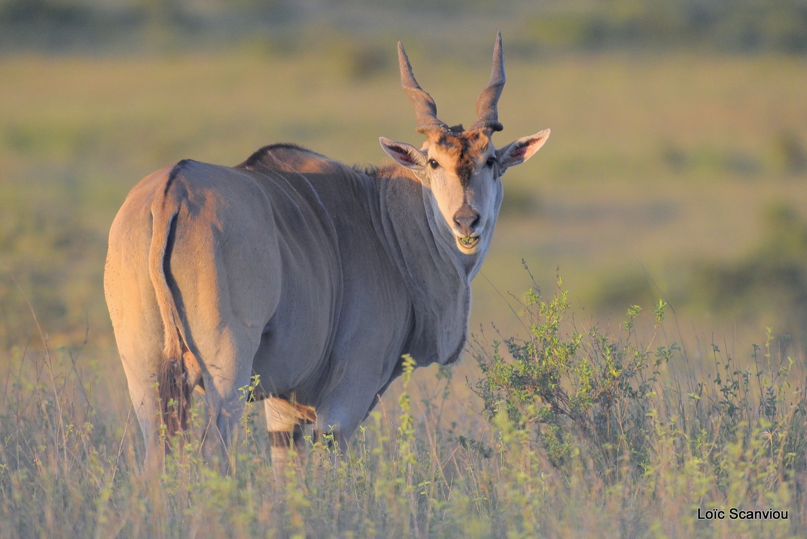 Eland du Cap/Cape Eland (2)