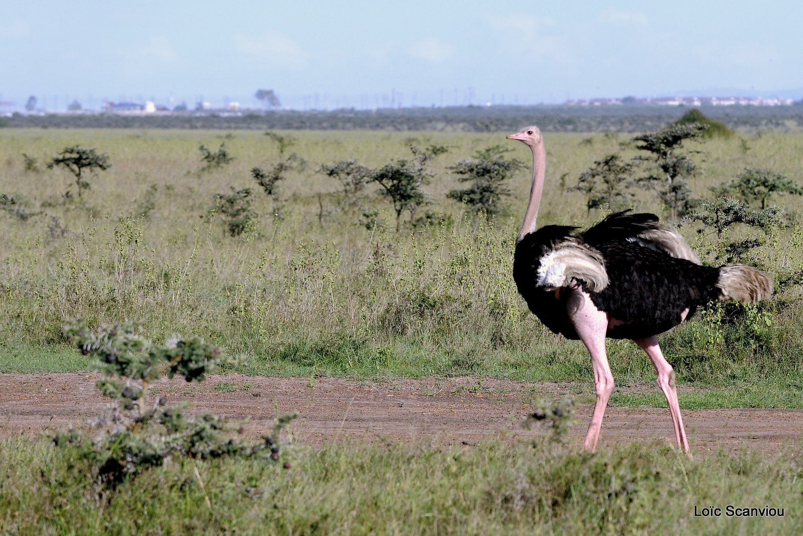 Autruche/Ostrich (3)