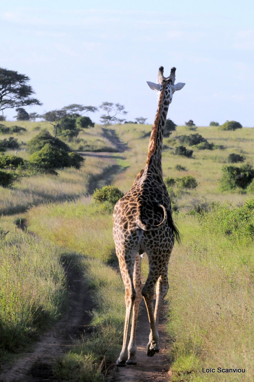 Girafe/Giraffe (1)