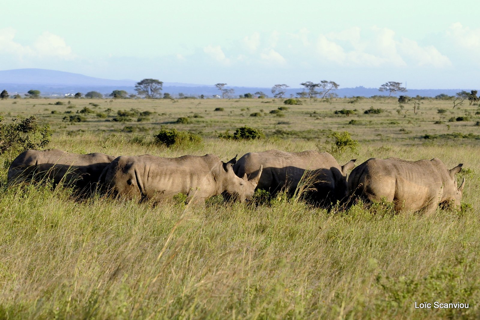 Rhinocéros blanc/White Rhino (1)