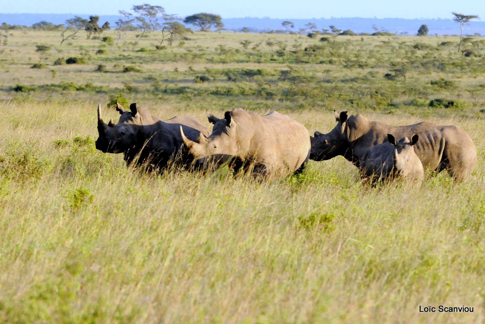 Rhinocéros blanc/White Rhino (2)