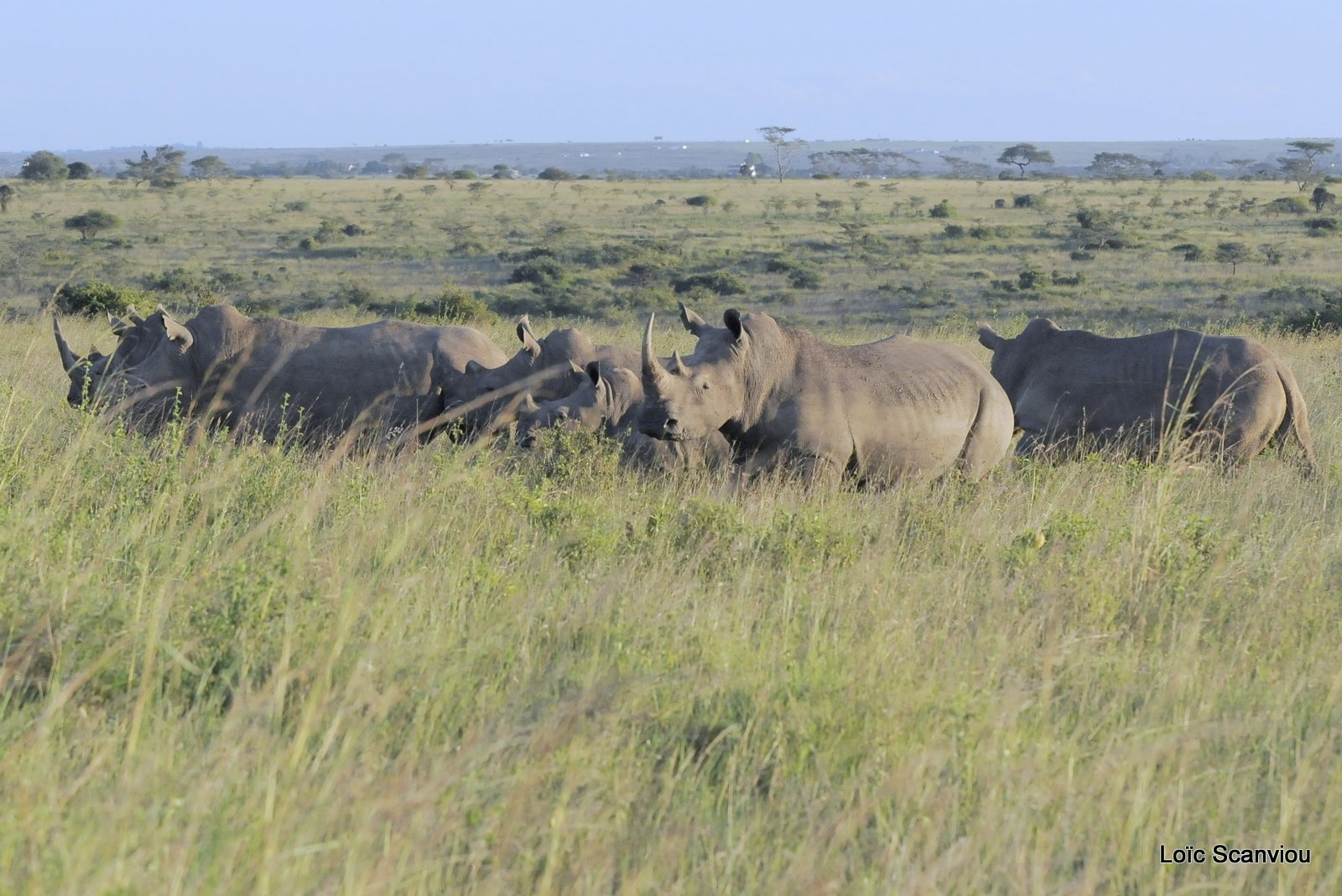 Rhinocéros blanc/White Rhino (3)