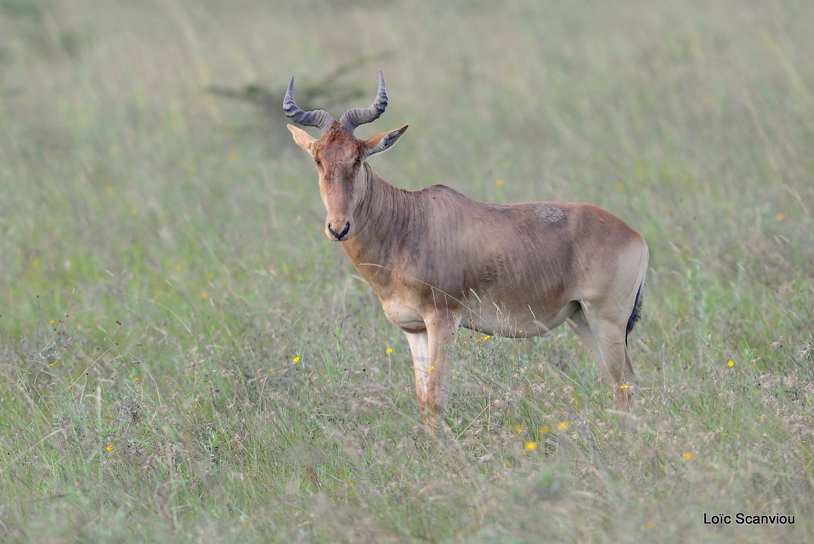 Bubale/Hartebeest (1)