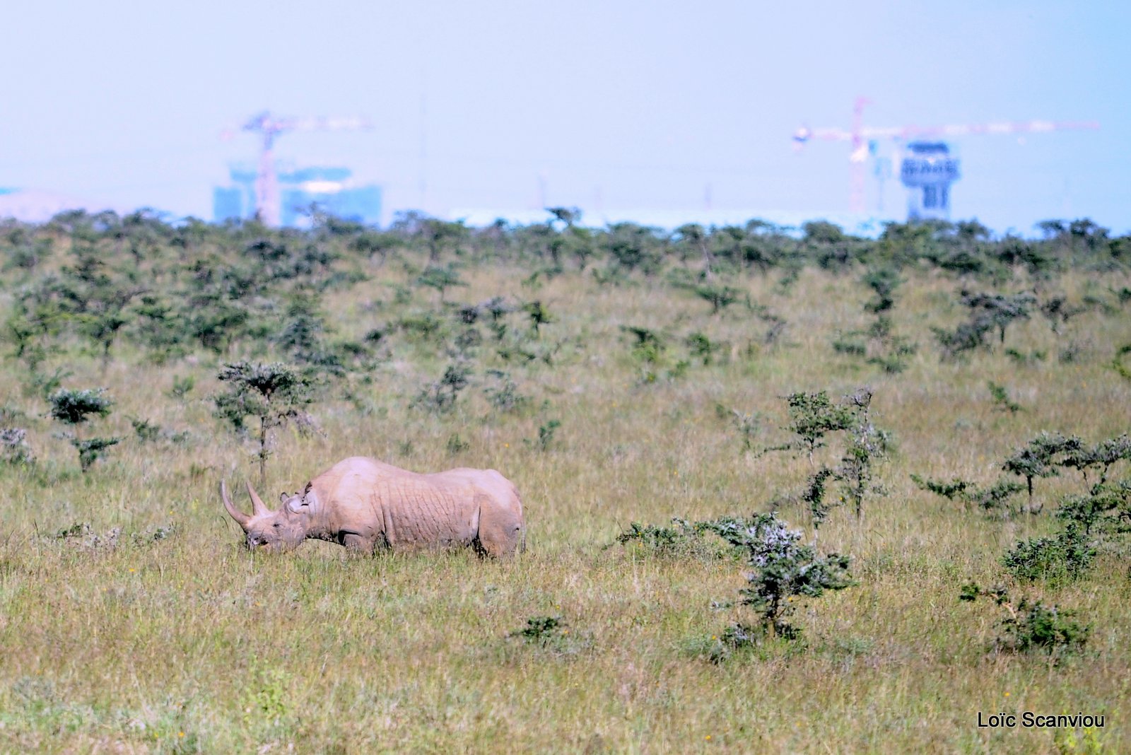 Rhinocéros noir/Black Rhino (1)