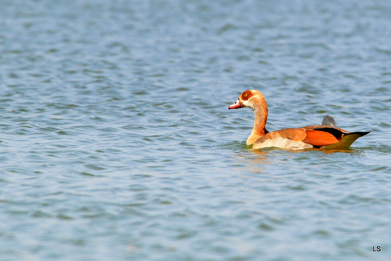 Ouette d' Egypte/Egyptian Goose (1)