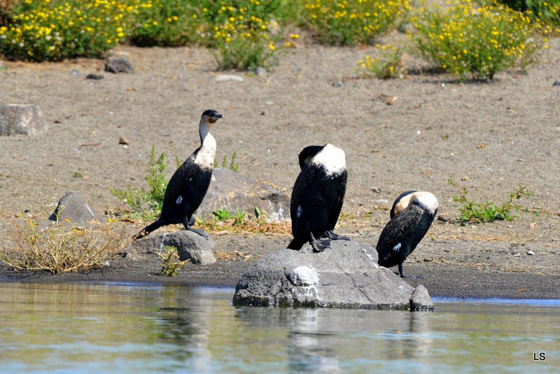 Cormoran/Cormorant (1)