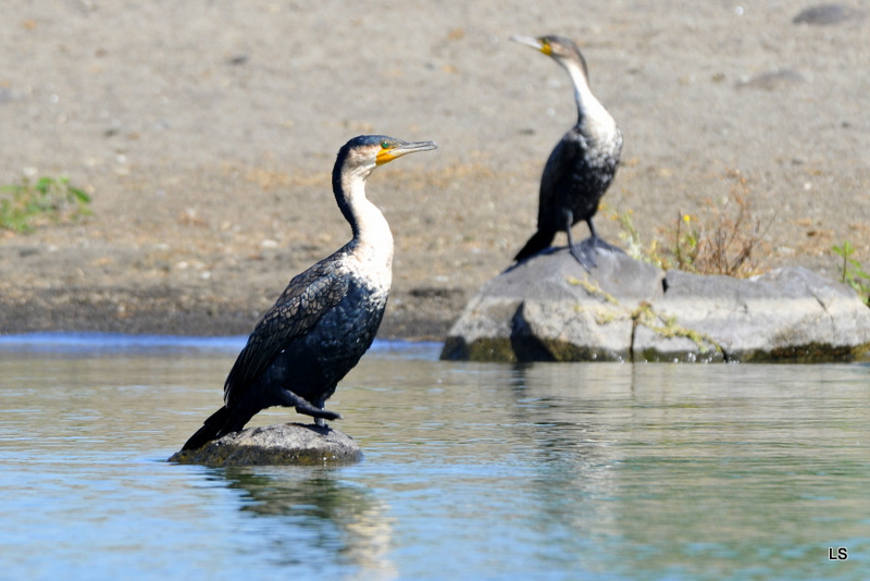 Cormoran/Cormorant (2)