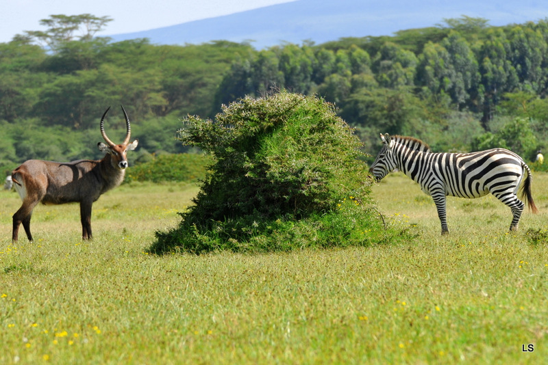 Naivasha (43)
