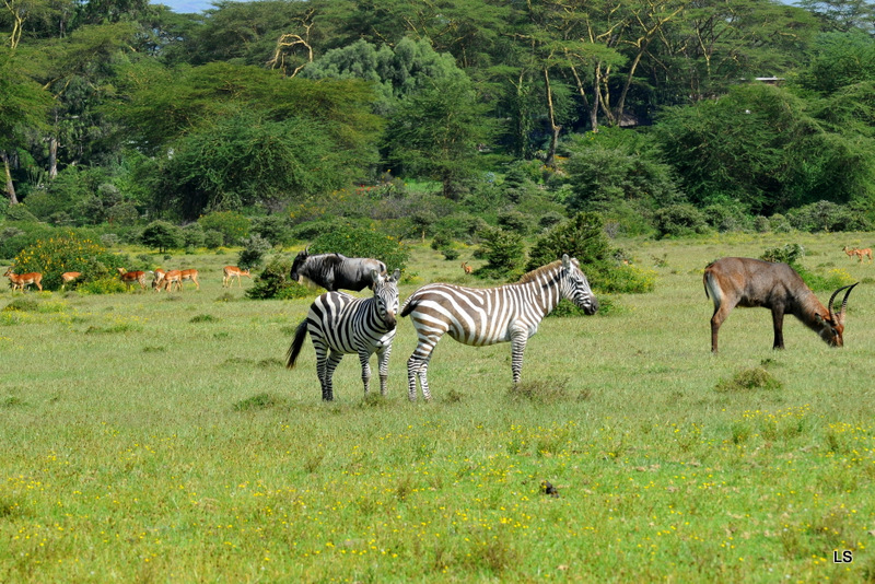 Zèbre/Zebra (7)