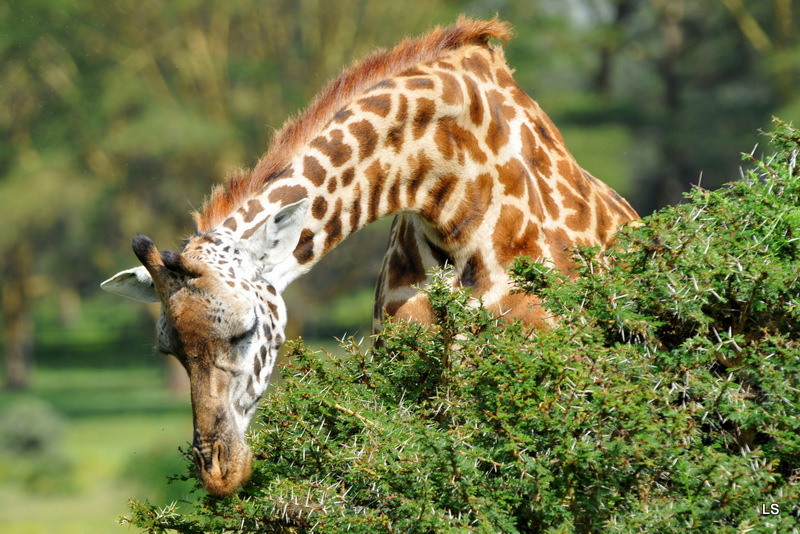 Girafe/Giraffe (7)