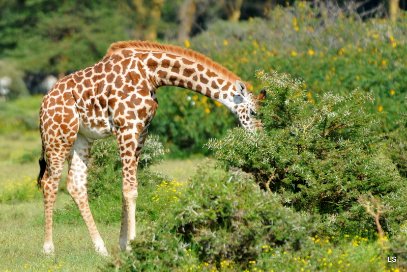 Girafe/Giraffe (9)