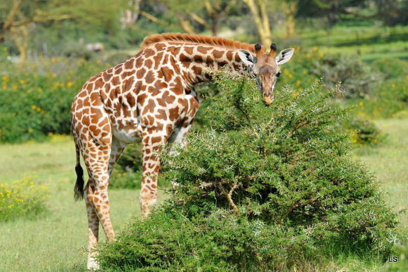 Girafe/Giraffe (10)
