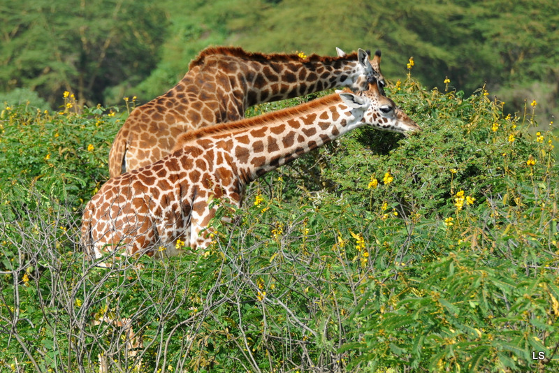 Girafe/Giraffe (11)