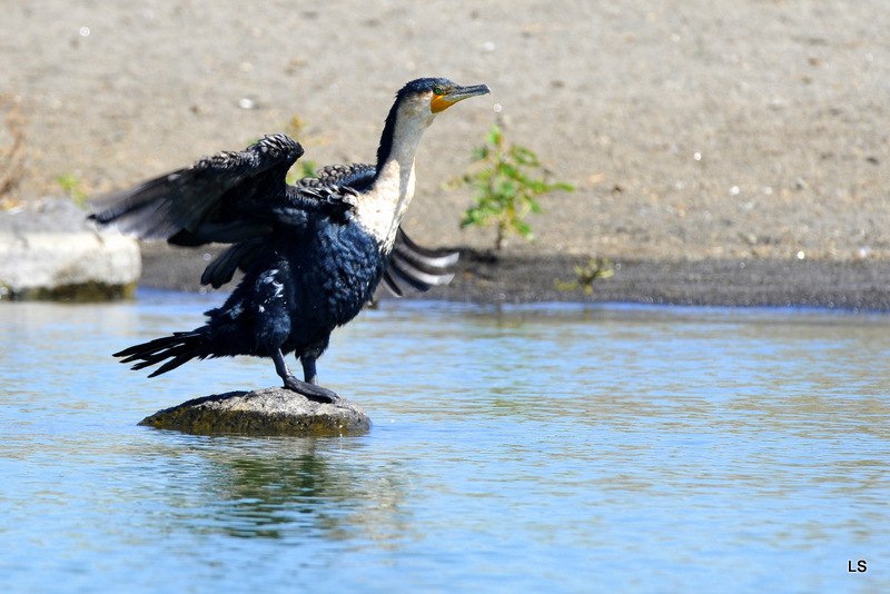 Cormoran/Cormorant (3)