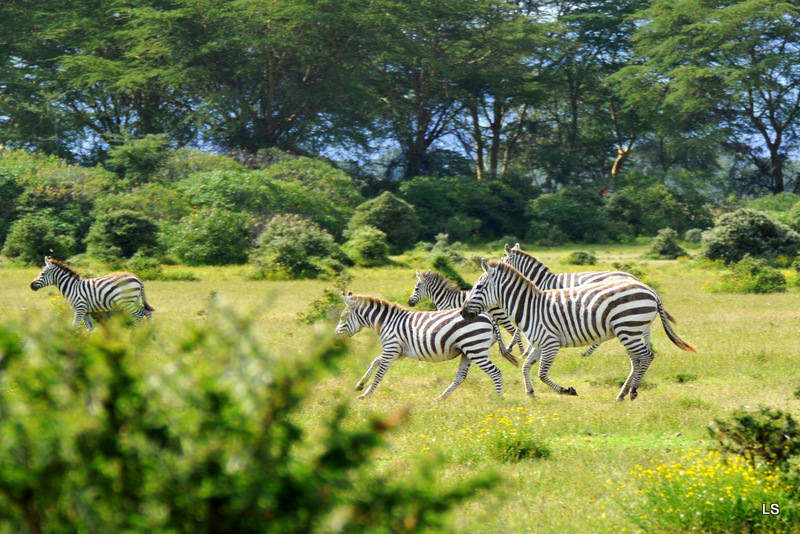 Zèbre/Zebra (8)
