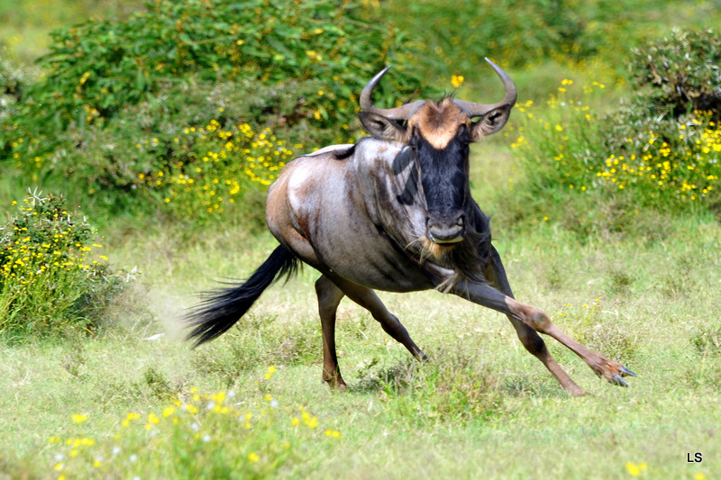 Gnou/Wildebeest (8)