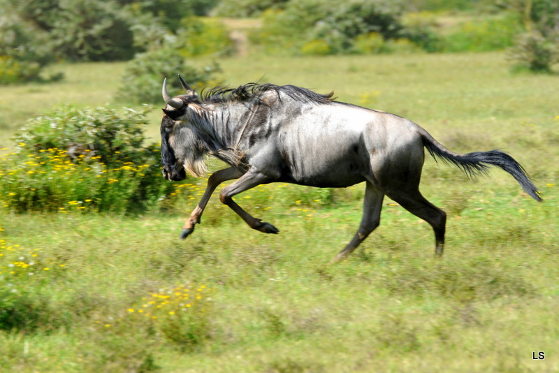 Gnou/Wildebeest (9)