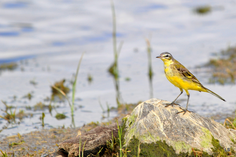Bergeronnette printanière/Yellow Wagtail (1)