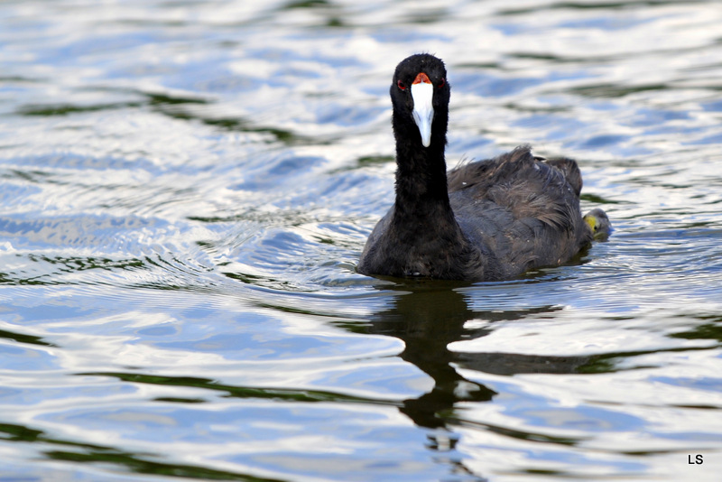 Foulque  crête/Red-knobbed Coot (1)