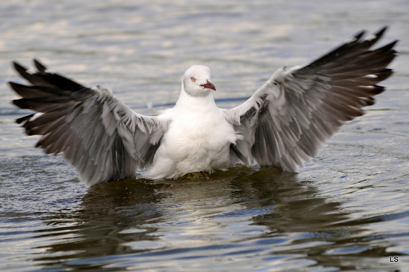 Mouette/Gull (3)