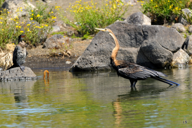 Anhinga d'Afrique/African Darter (1)