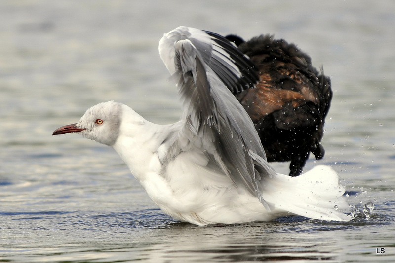 Mouette/Gull (5)