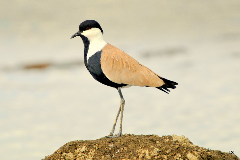 Vanneau à éperons/Spur-winged Plover (1)