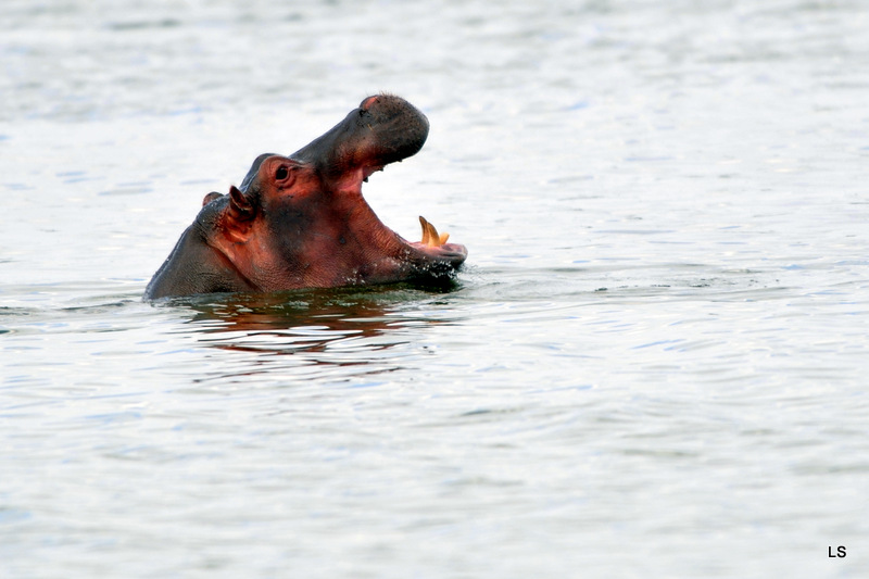 Hippopotame/Hippopotamus (7)