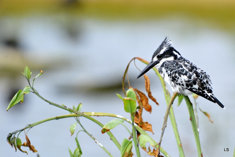 Martin-pêcheur pie/Pied Kingfisher (2)