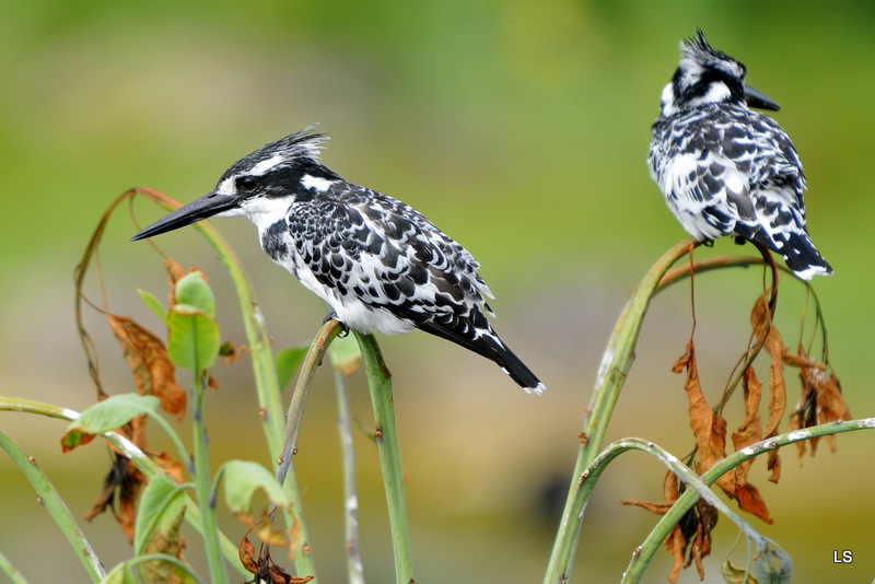 Martin-pêcheur pie/Pied Kingfisher (3)