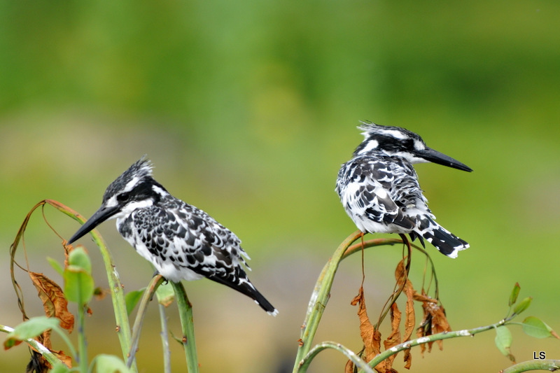 Martin-pêcheur pie/Pied Kingfisher (4)