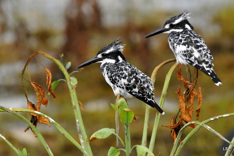 Martin-pêcheur pie/Pied Kingfisher (5)