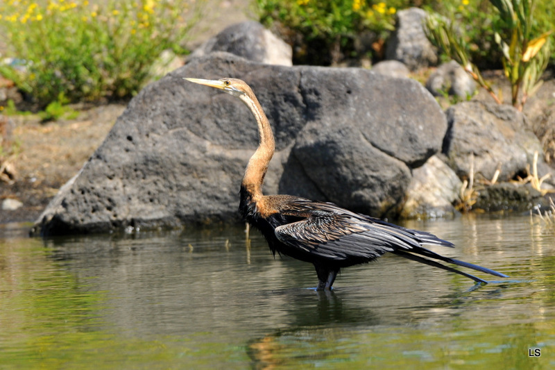 Anhinga d'Afrique/African Darter (2)