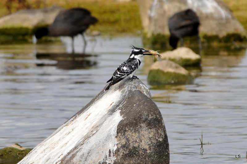 Martin-pêcheur pie/Pied Kingfisher (7)