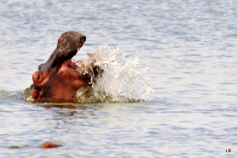 Hippopotame/Hippopotamus (8)