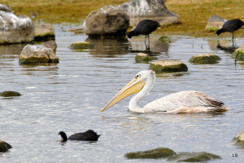 Pélican blanc/Great White Pelican (1)