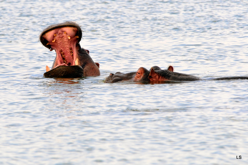 Hippopotame/Hippopotamus (9)
