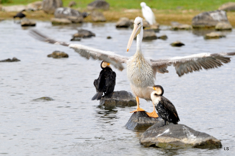 Pélican blanc/Great White Pelican (2)