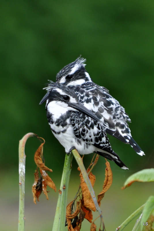 Martin-pêcheur pie/Pied Kingfisher (8)